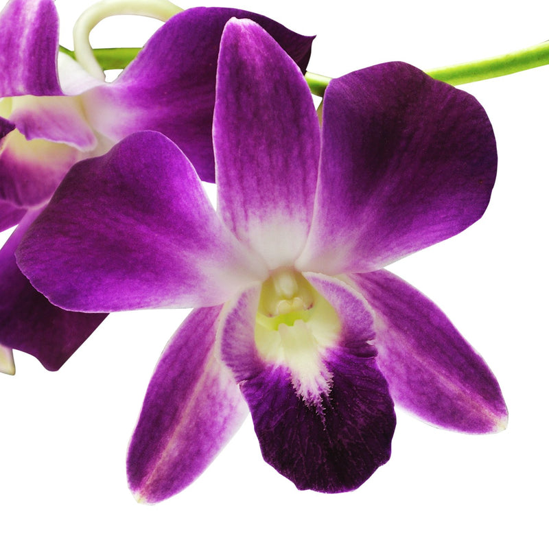 Dendrobium Orchids Bom