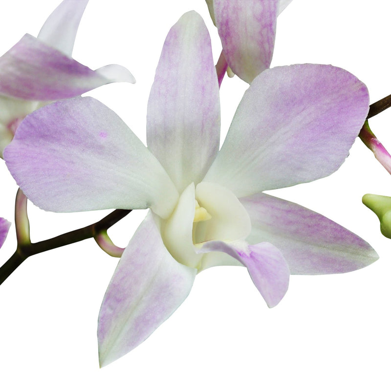 Dendrobium Orchids Miss Thailand