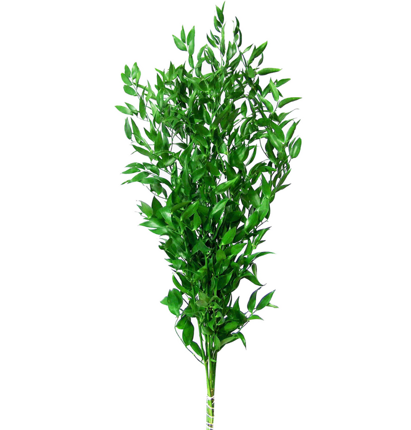Green Italian Ruscus - BloomsyShop.com