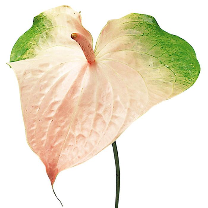 Tropical Anthurium Obake Light Pink - BloomsyShop.com
