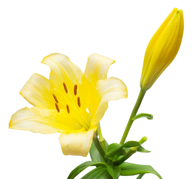 Asiatic Lilies Yellow - BloomsyShop.com