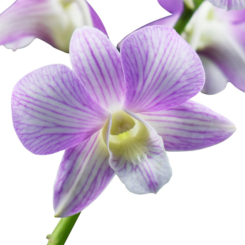 Dendrobium Orchids Candy Stripe Lite