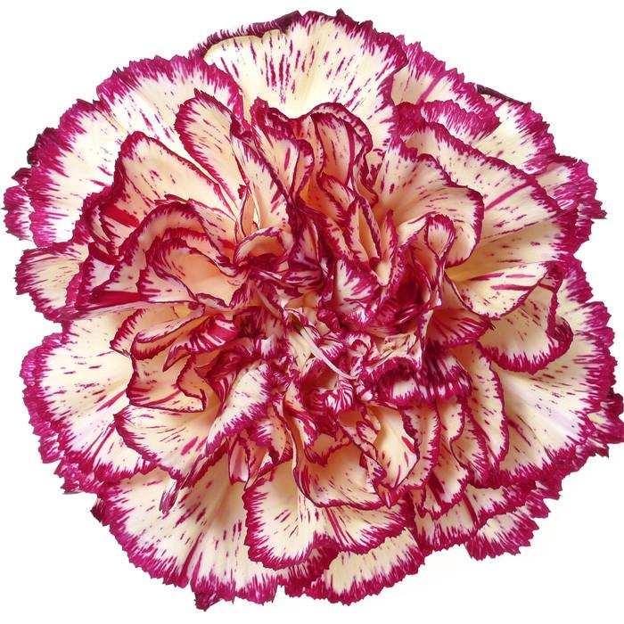 Carnations Bicolor Red and White