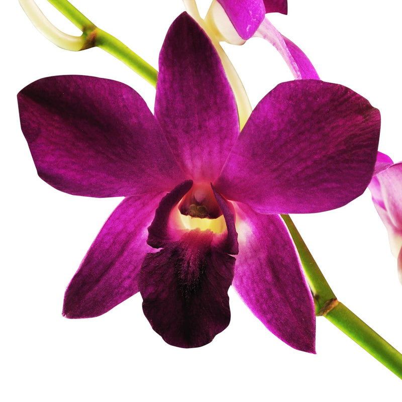 Dendrobium Orchids Dang-Sa-Ard