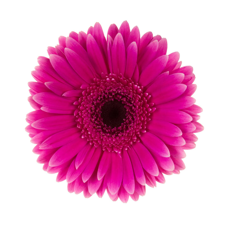 Hot Pink Gerbera Daisy - BloomsyShop.com