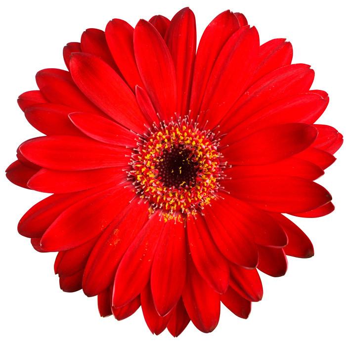 flower daisy red
