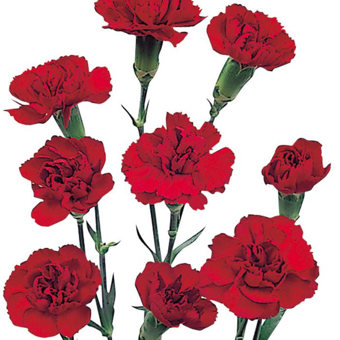 Mini Carnations Burgundy - BloomsyShop.com