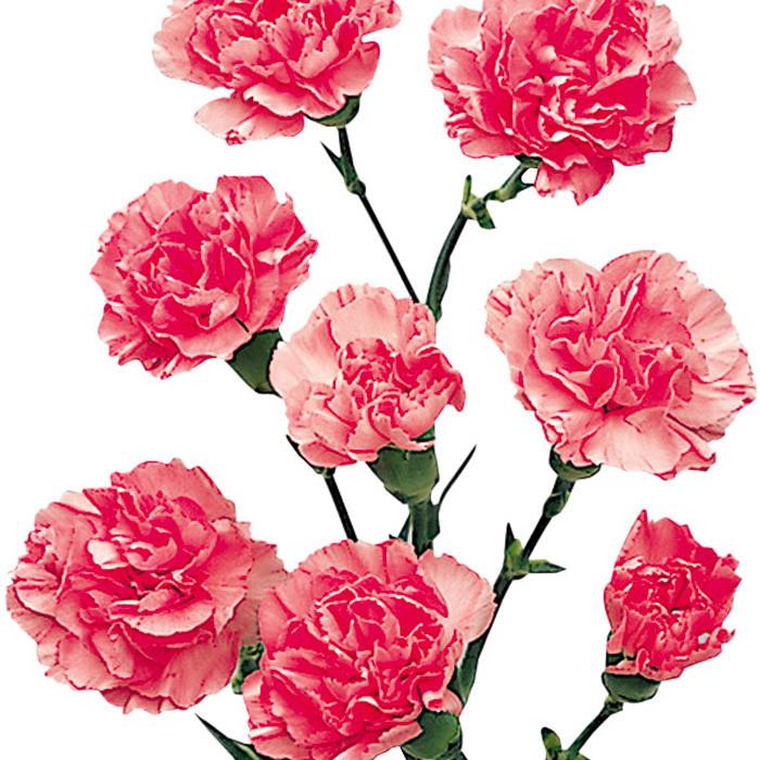 Mini Carnations Light Pink - BloomsyShop.com