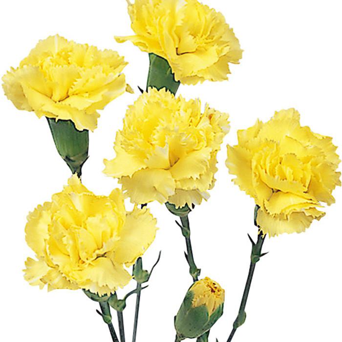 Mini Carnations Yellow - BloomsyShop.com