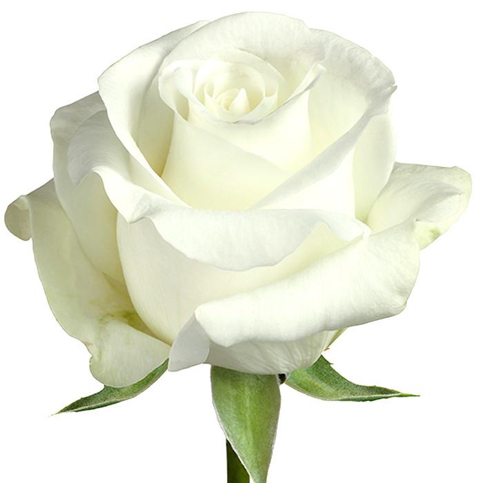 Roses White Akito - BloomsyShop.com
