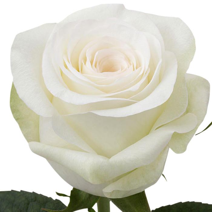 Roses White Alba - BloomsyShop.com