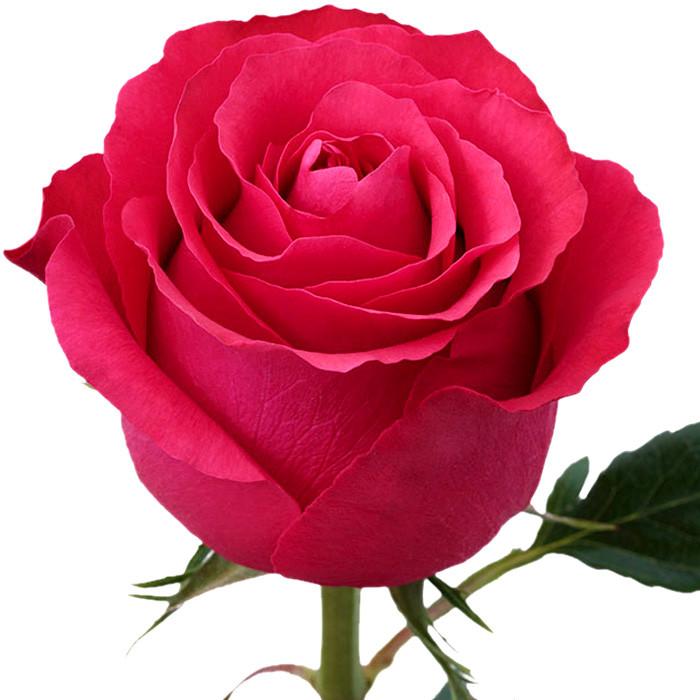 Roses Red Altamira - BloomsyShop.com