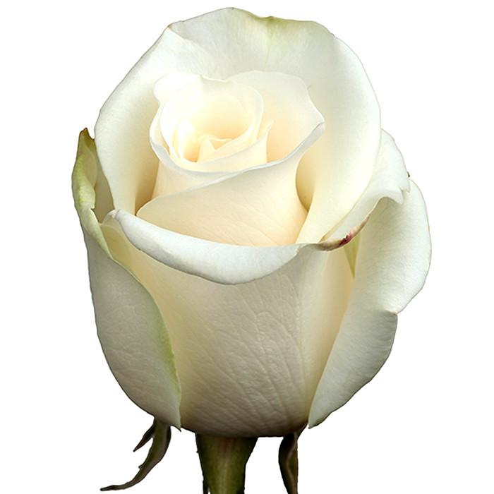 NEW LuLaRoe White Blush Red Roses Floral Dip Amelia Dress HTF 🦄🌹Pleated  Large