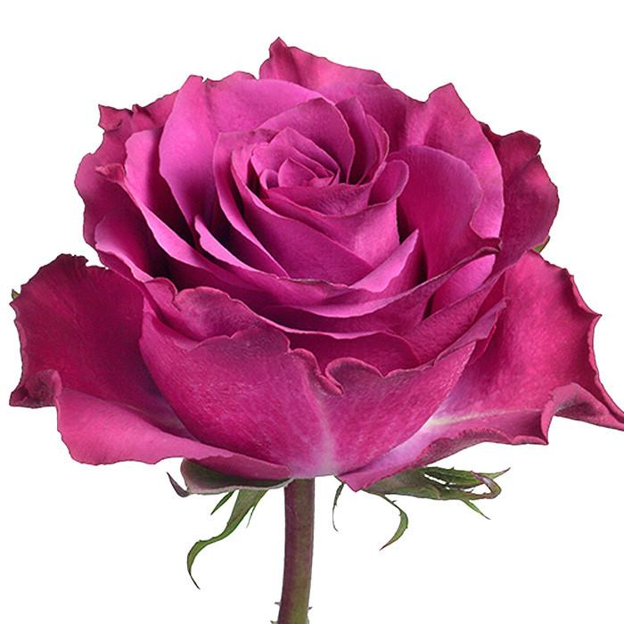 Roses Purple Sscot - BloomsyShop.com