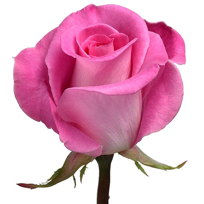 Roses Medium Pink Attache - BloomsyShop.com