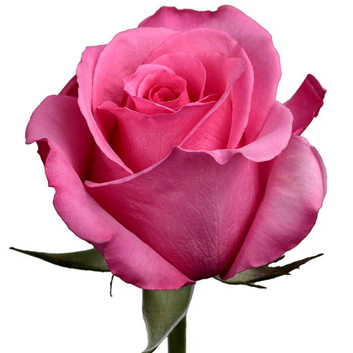 Roses Medium Pink Eliza - BloomsyShop.com