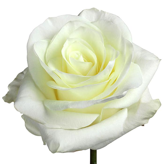 Roses White First Lady - BloomsyShop.com
