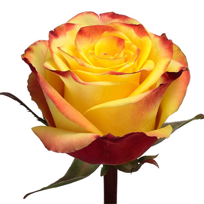 Roses Yellow High & Yellow Magic - BloomsyShop.com