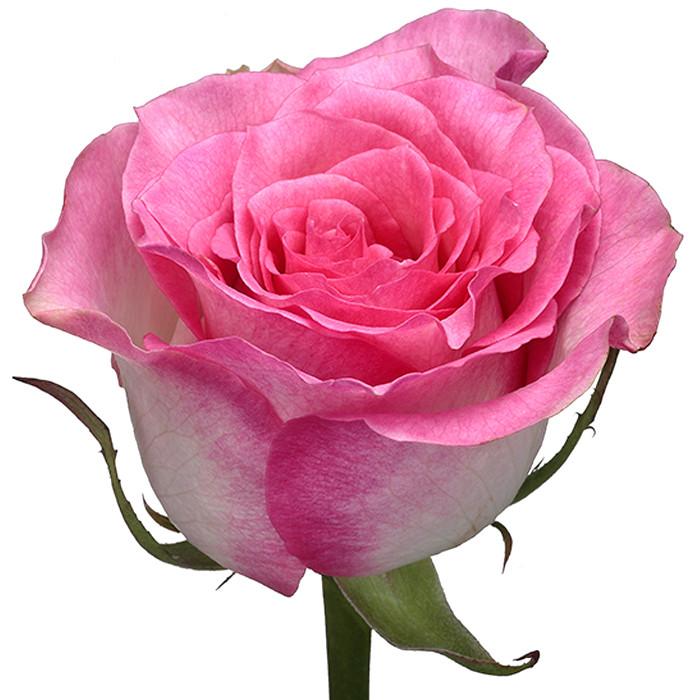 Roses Bicolor Pink Malibu - BloomsyShop.com