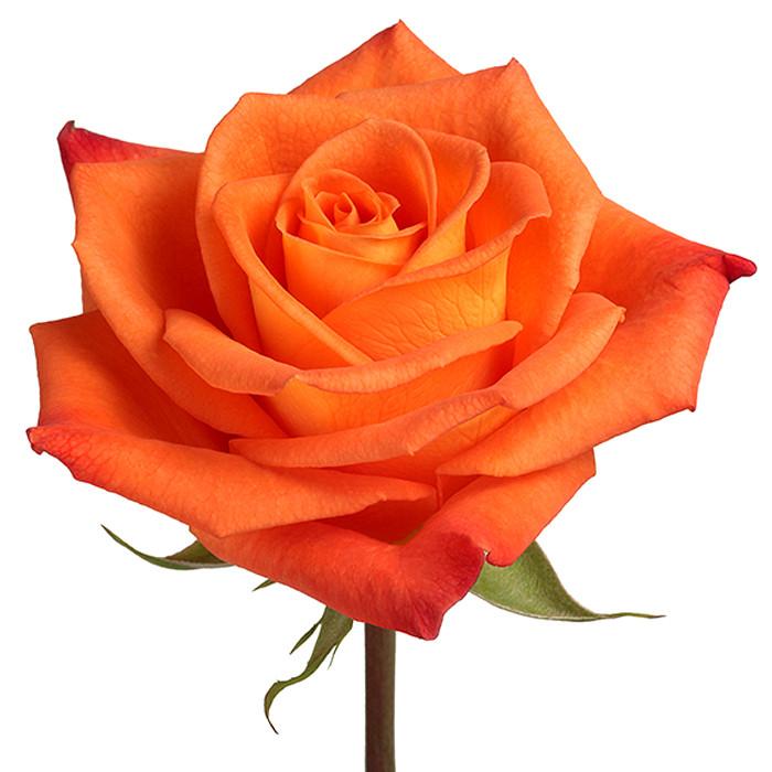 Roses Orange Miracle - BloomsyShop.com