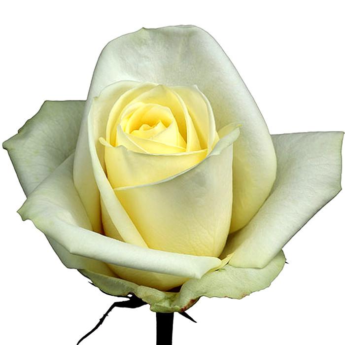 Roses White Naccar - BloomsyShop.com