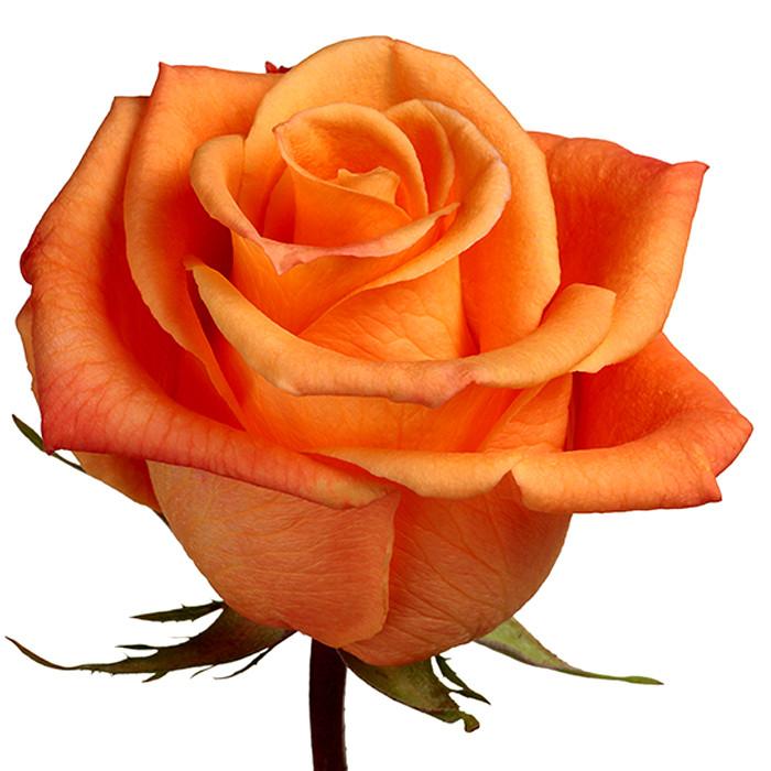 Roses Orange Caramba –