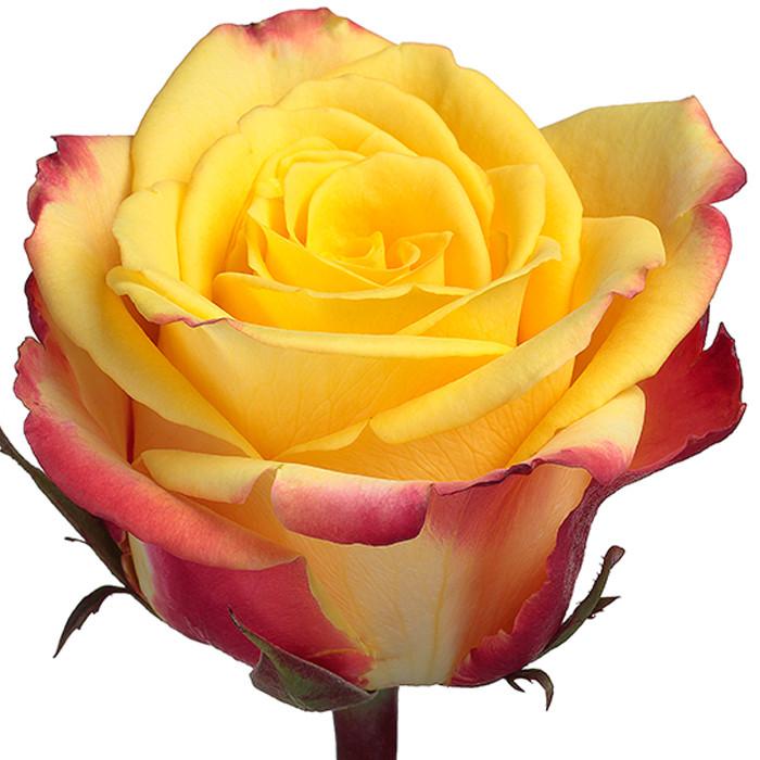 Roses Bicolor Yellow Salambo - BloomsyShop.com