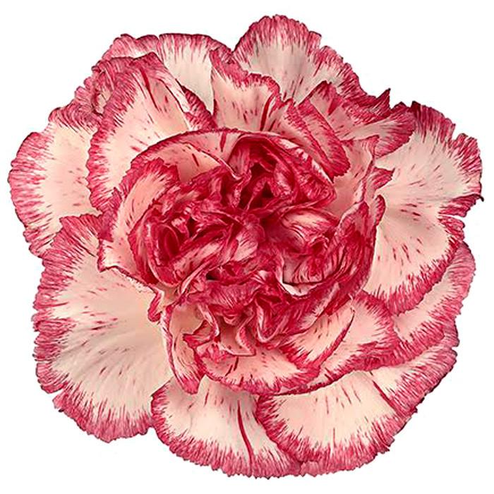 Carnations Bicolor Red and White