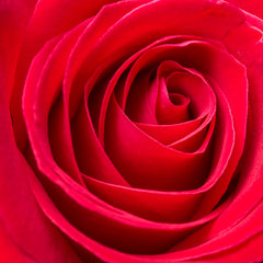Roses –