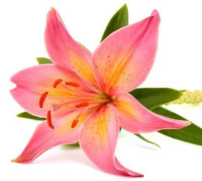 Asiatic Lilies Pink - BloomsyShop.com