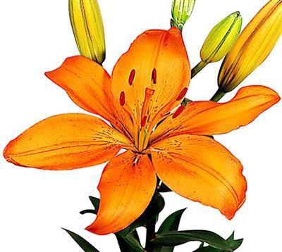 Asiatic Lilies Orange - BloomsyShop.com