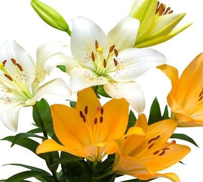 Asiatic Lilies Assorted - BloomsyShop.com