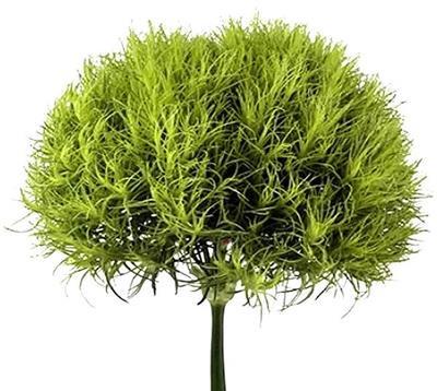 Dianthus Green Ball - BloomsyShop.com
