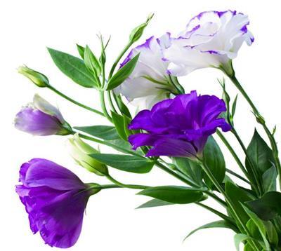 Lisianthus Purple - BloomsyShop.com