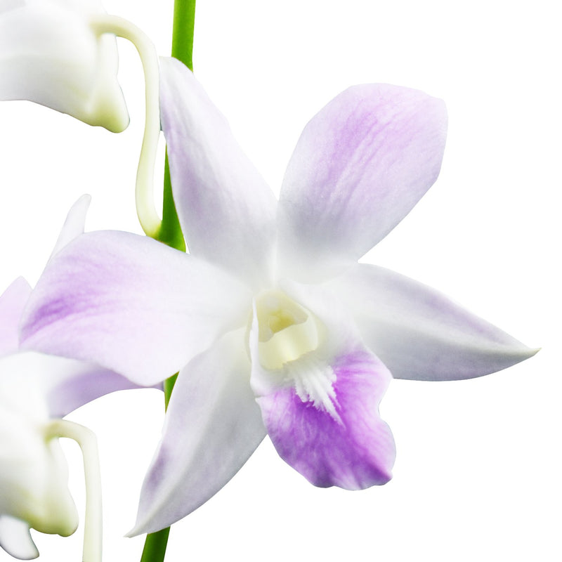 Dendrobium Orchids Beloved
