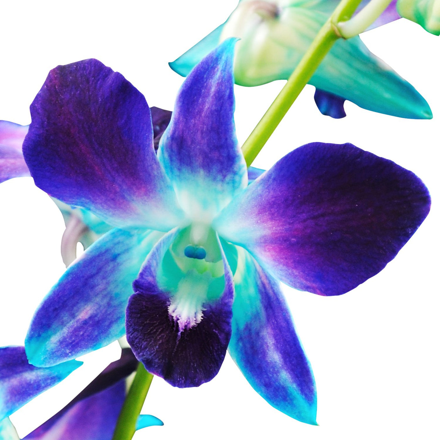 Dendrobium Orchid, Blue - Jacksonville Flower Market