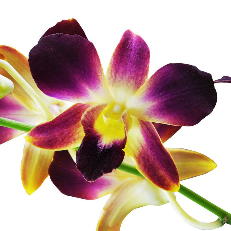 Dendrobium Orchids Gold Bom
