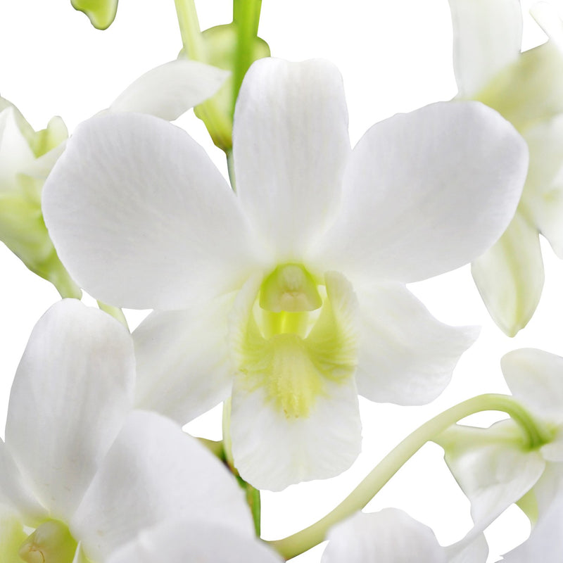 Dendrobium Orchids White Hybrid