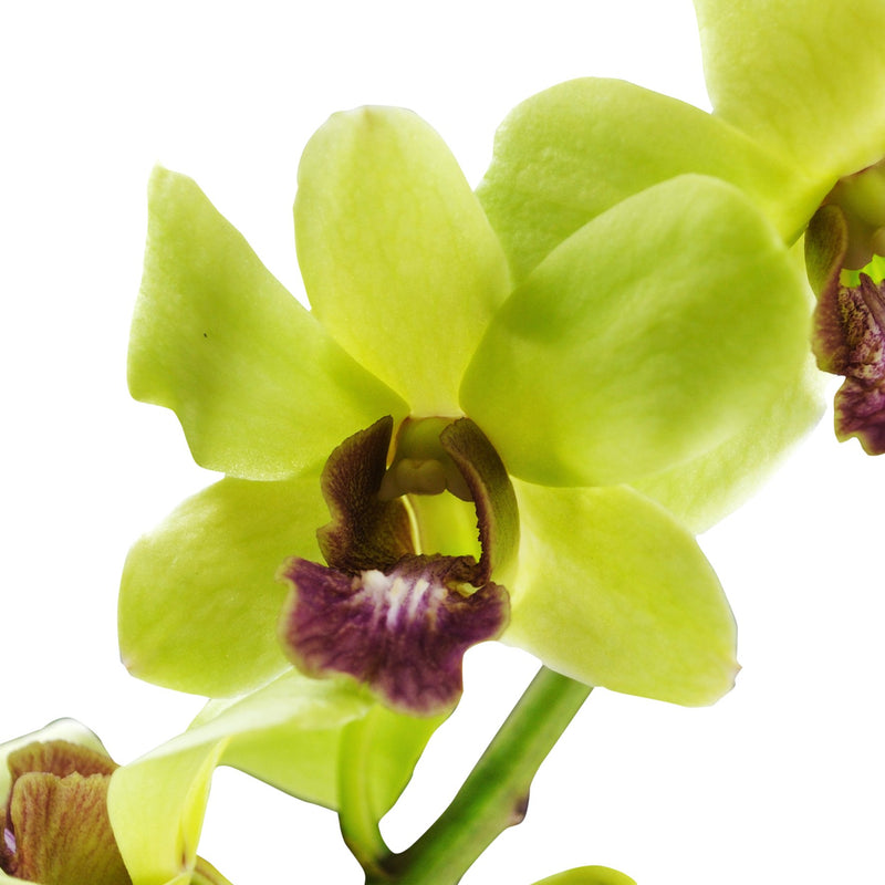 Dendrobium Orchids Jade