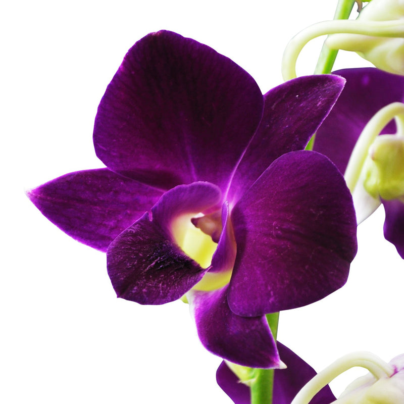 Dendrobium Orchids Sabin