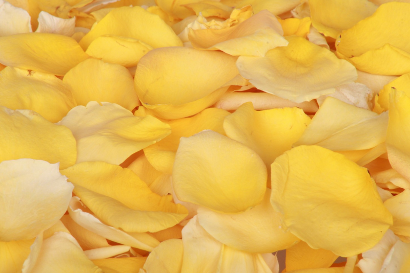 Yellow Rose Petals - BloomsyShop.com