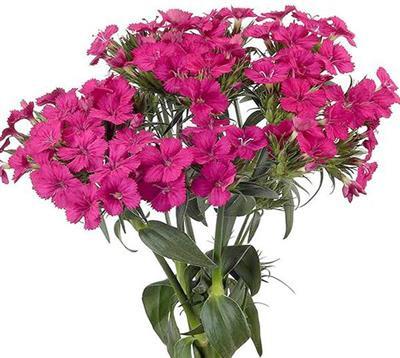 Dianthus Amazon Hot Pink - BloomsyShop.com