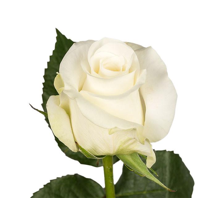 Roses White Akito - BloomsyShop.com