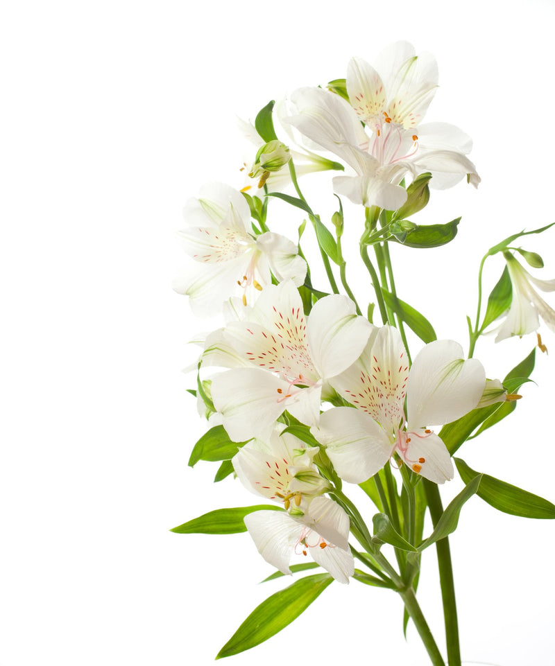 Alstroemeria White - BloomsyShop.com