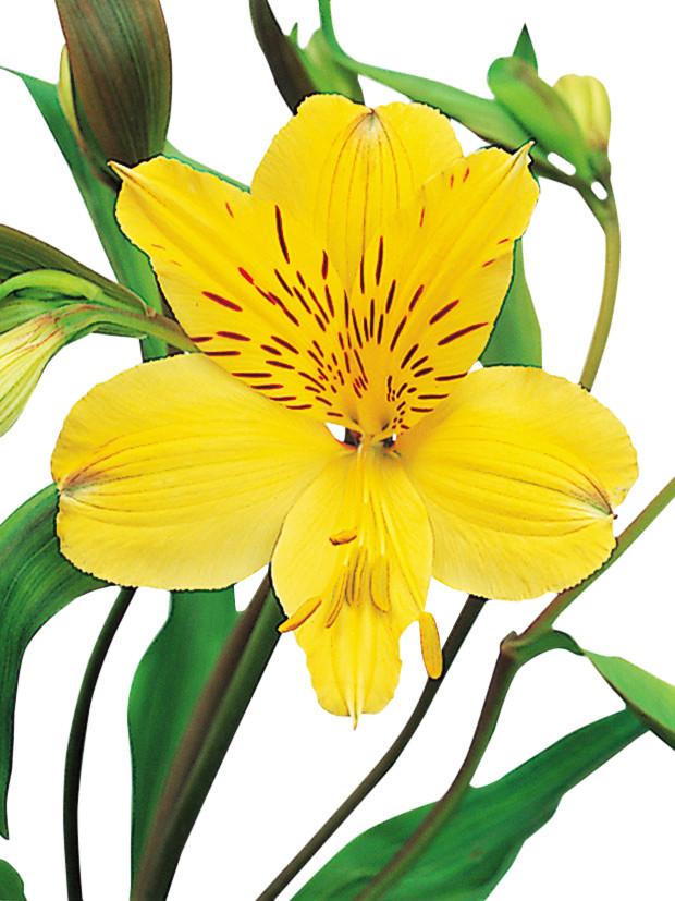 Alstroemeria Yellow - BloomsyShop.com