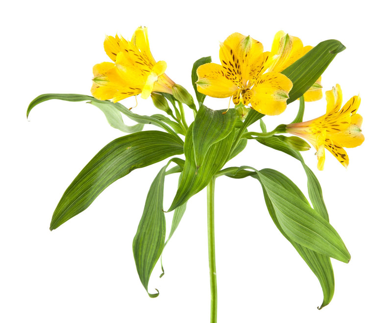 Alstroemeria Yellow - BloomsyShop.com