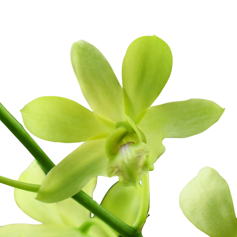 Dendrobium Orchids Angel Green