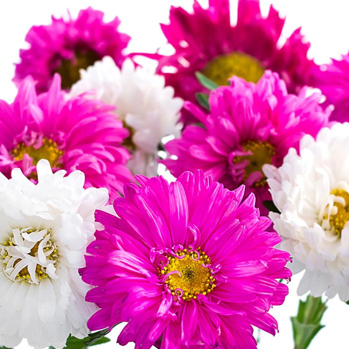 Aster Assorted - BloomsyShop.com