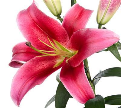 Oriental Lilies Hot Pink - BloomsyShop.com
