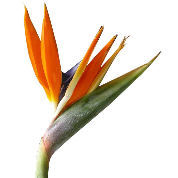 Tropical Birds Of Paradise - BloomsyShop.com